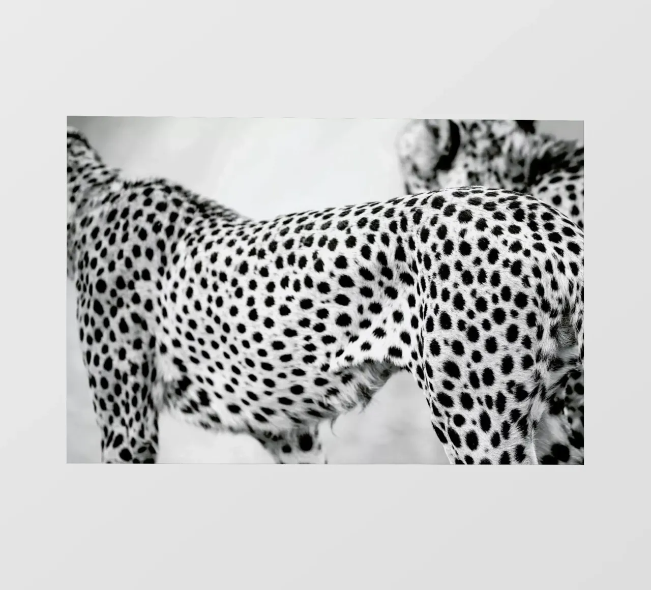 Cheetah telo in pvc da Shot By Clint