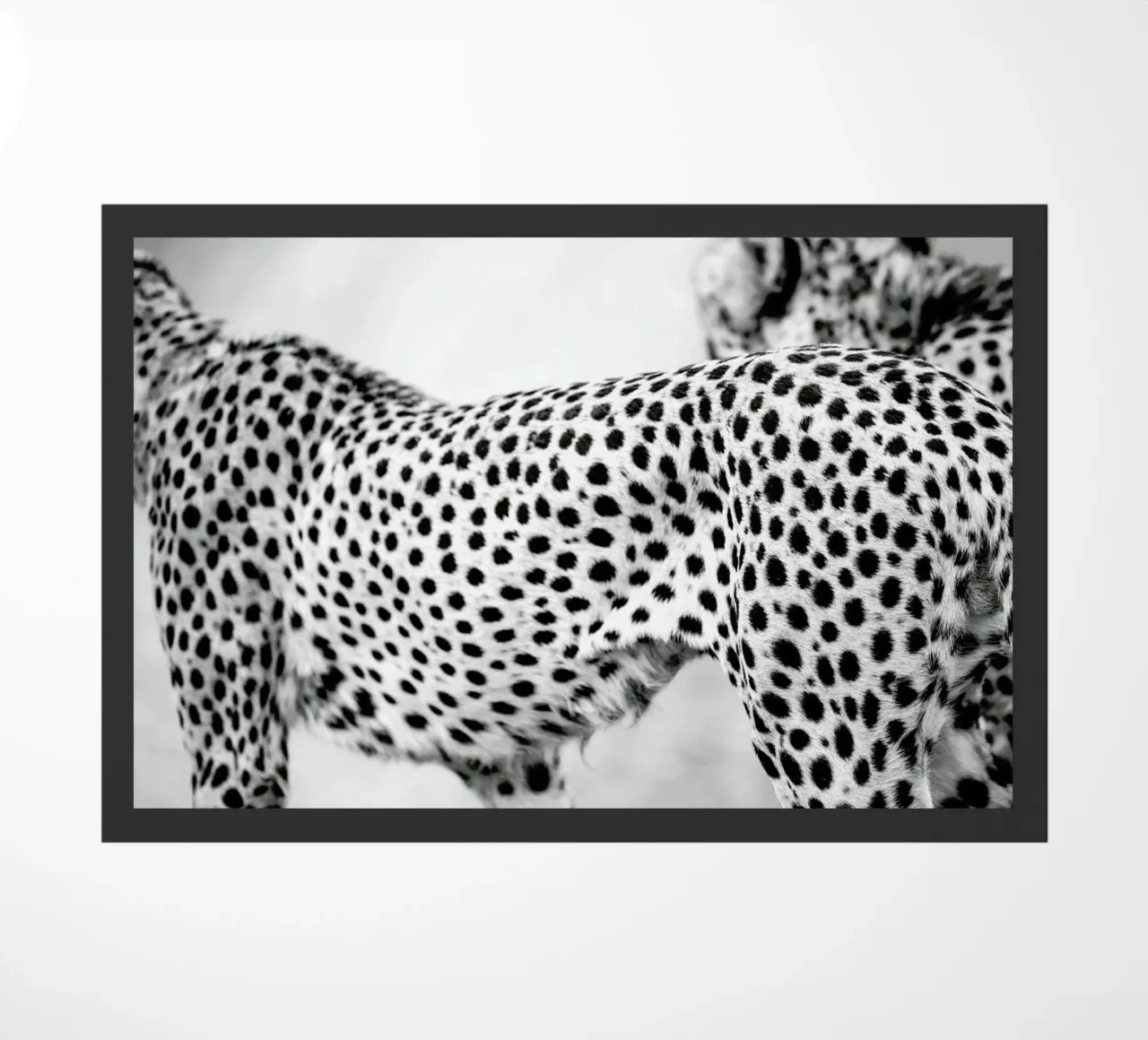 Cheetah zerbino da Shot By Clint