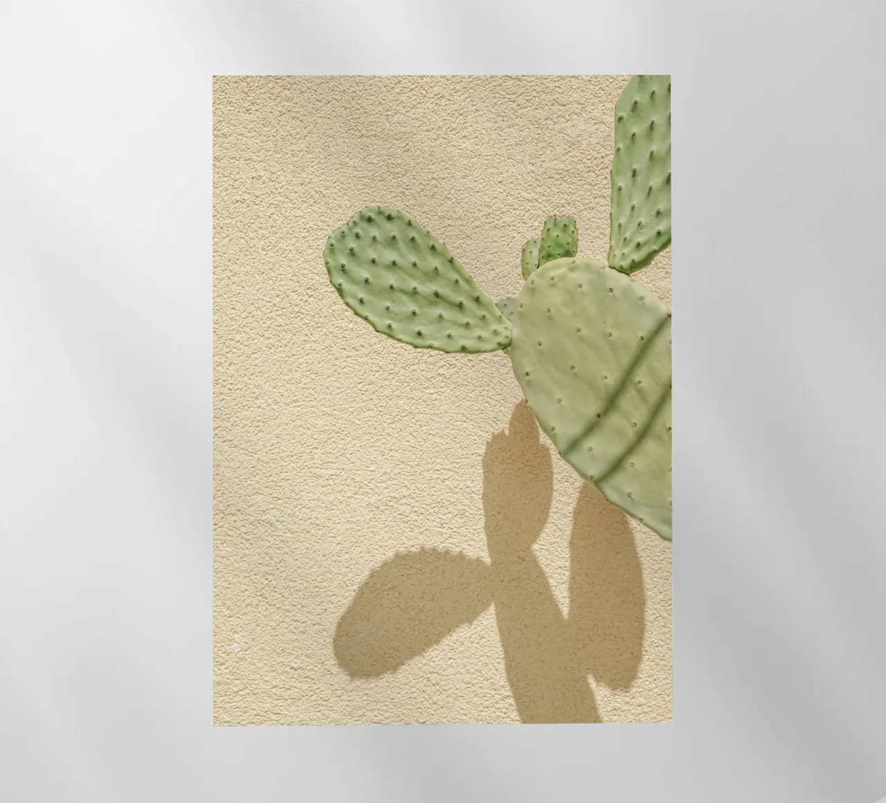 Cactus Gioco di ombre pellicola backlit da Henrike Schenk Photography