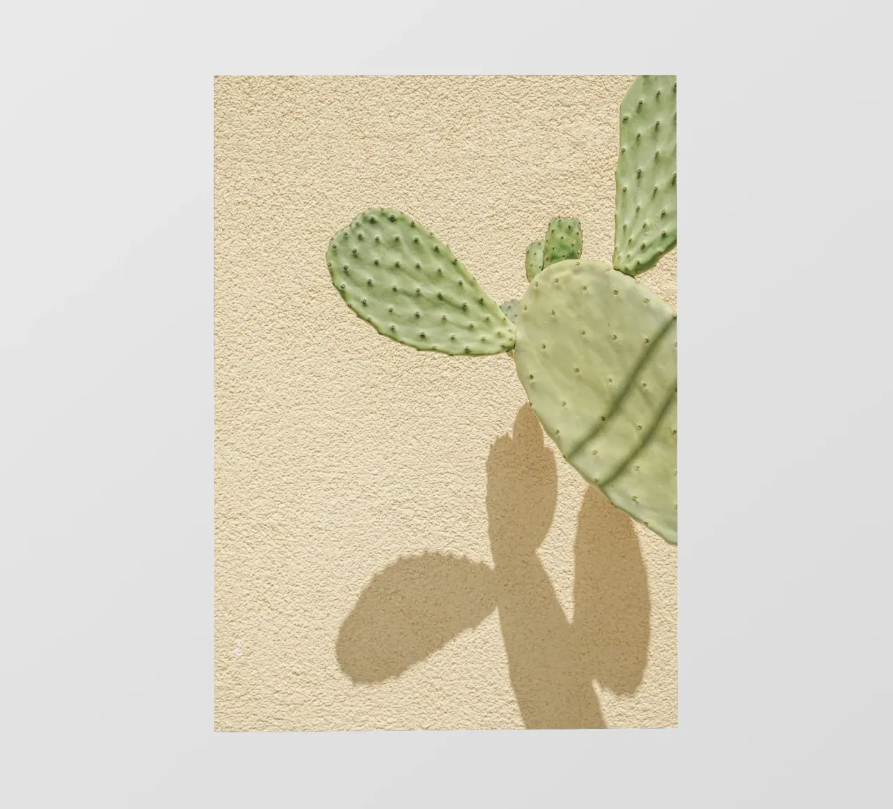 Cactus Gioco di ombre pellicola backlit da Henrike Schenk Photography