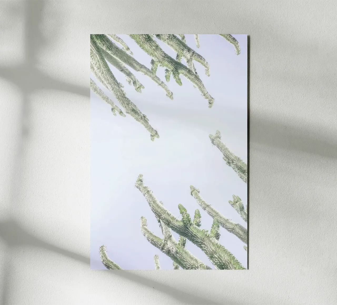 Madagascar Euphorbia forex plate by Shot By Clint