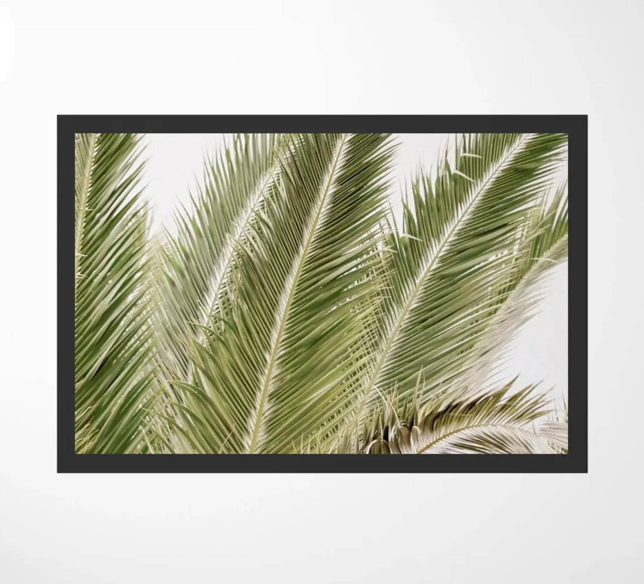 Oasis Palm 1 zerbino da Shot By Clint