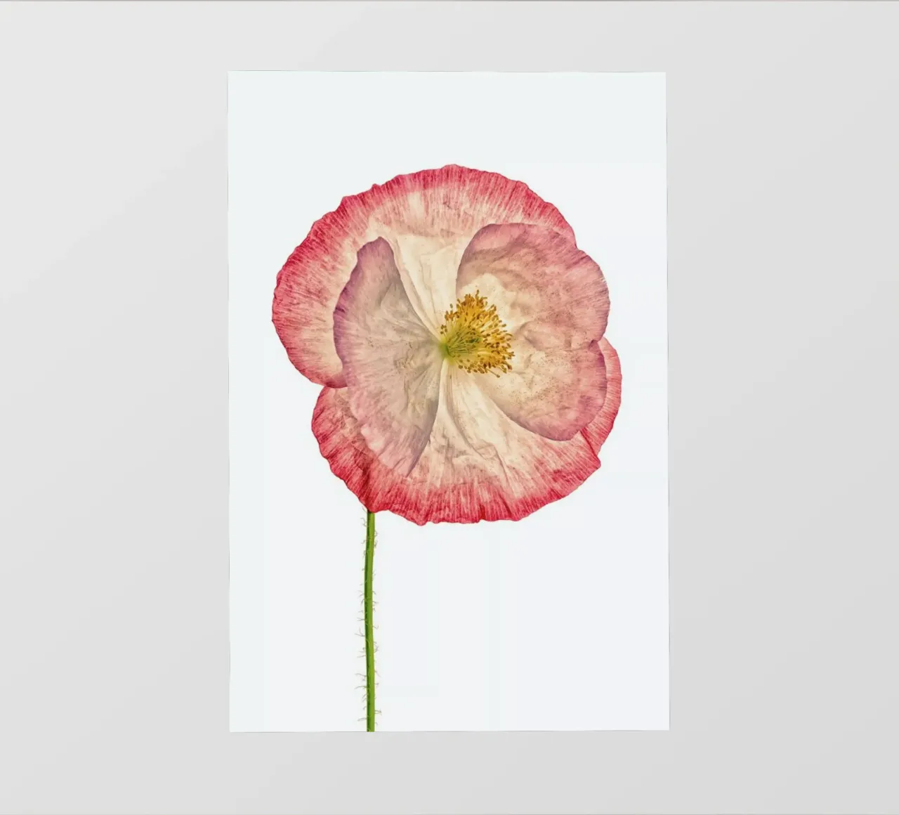Poppy 3 telo in pvc da Curious Collections by Marielle Leenders