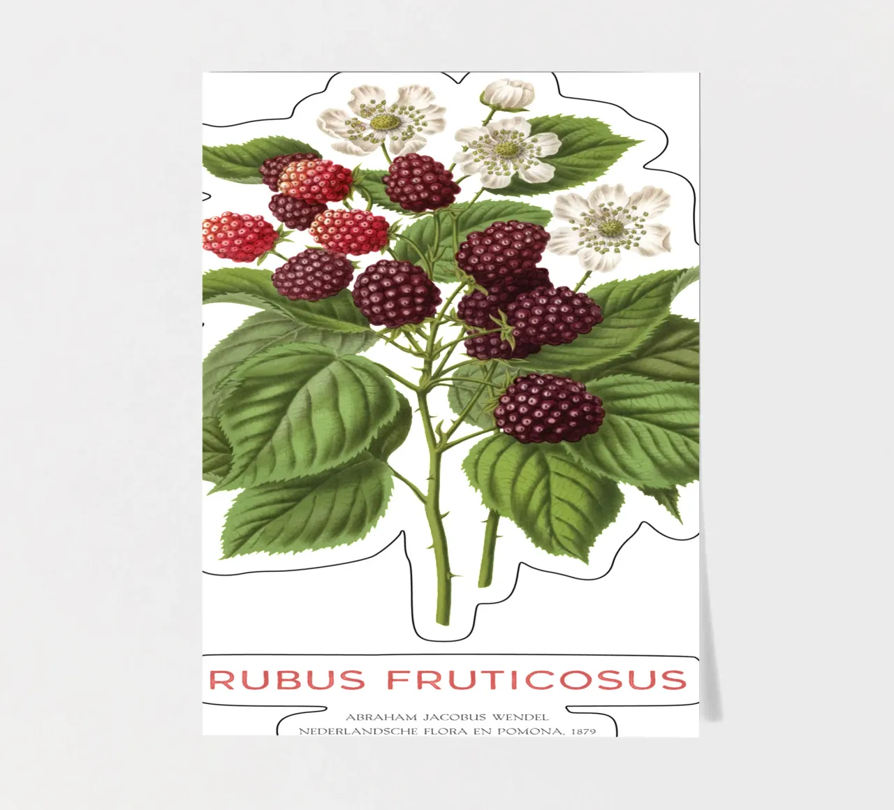 Blackberry or Rubus fruticosus sticker sheet by Vintagrafica