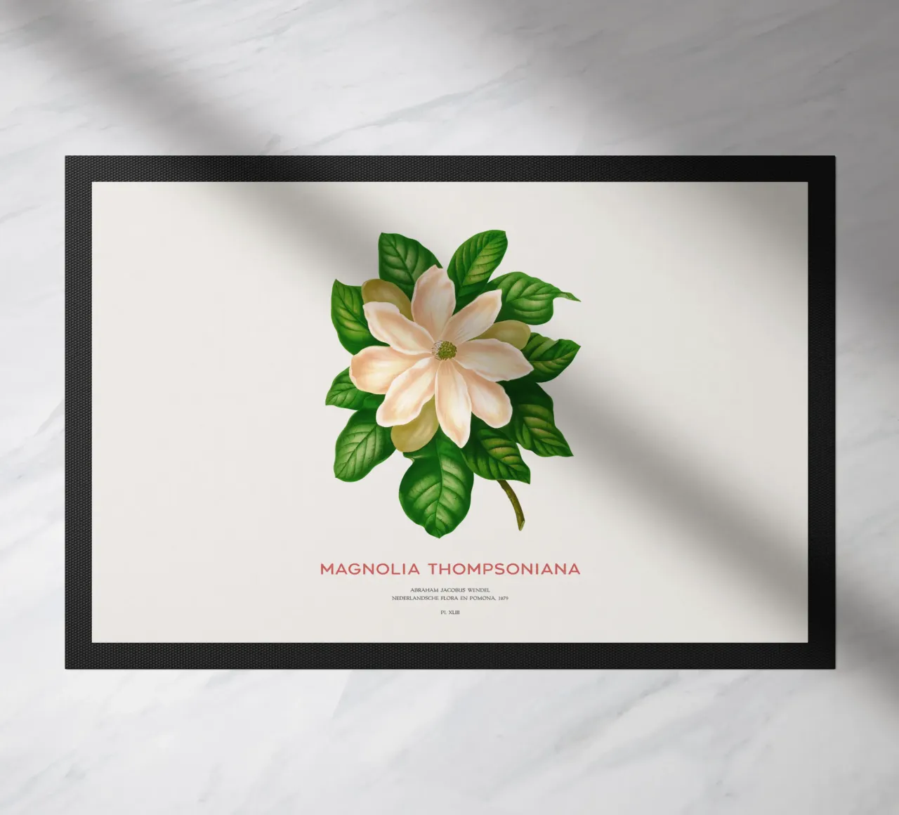 Magnolia or Magnolia Thompsoniana zerbino da Vintagrafica