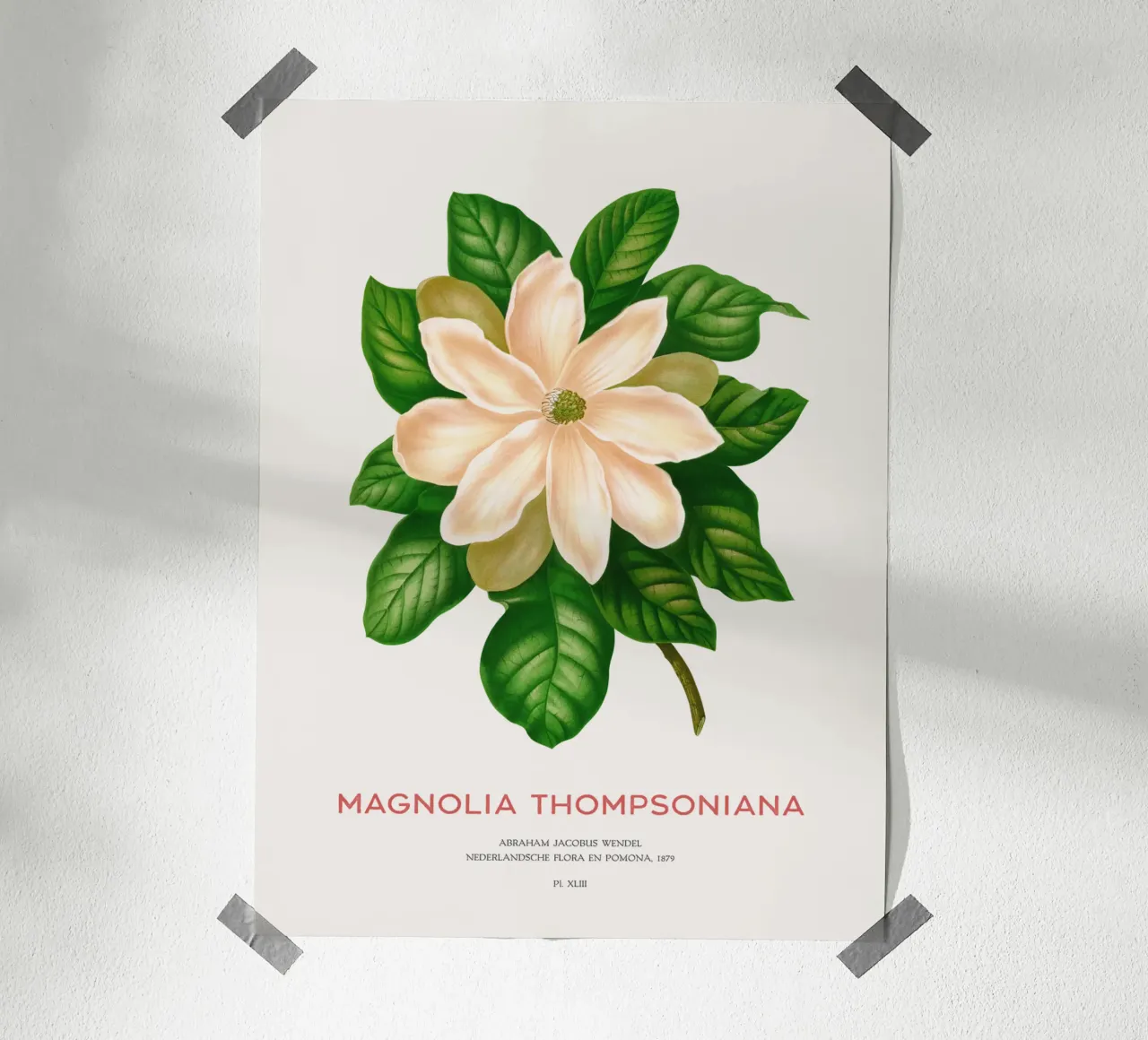 Magnolia or Magnolia Thompsoniana hahnemühle by Vintagrafica
