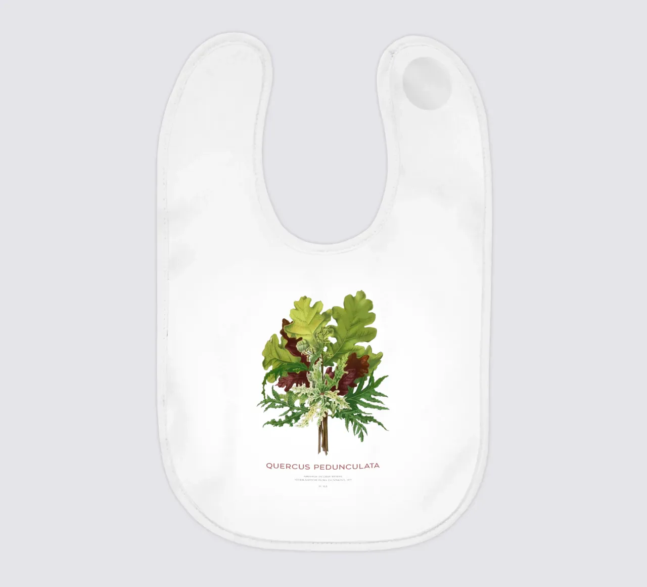 Stieleiche oder Quercus pedunculata Babylätzchen von Vintagrafica