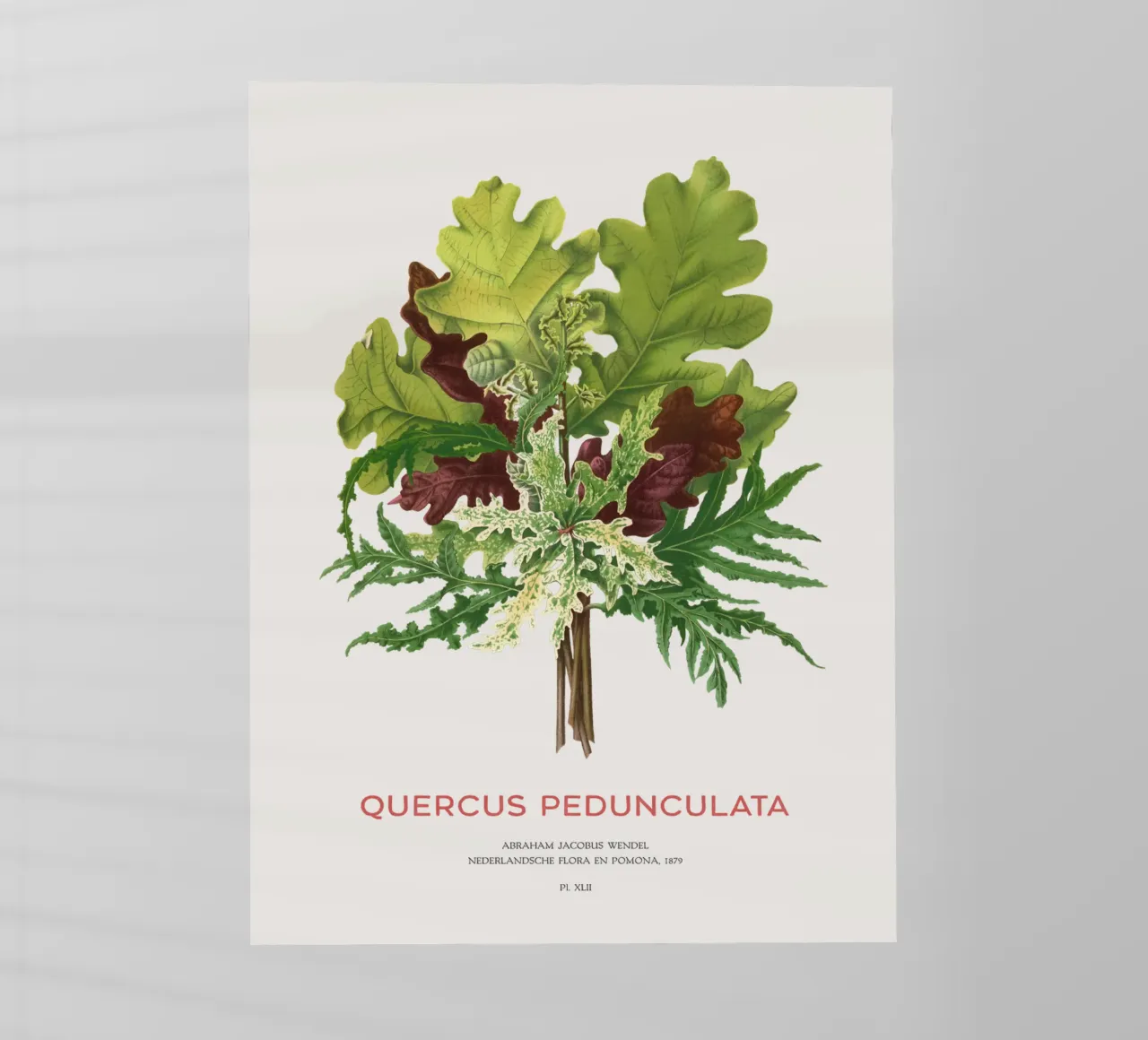 Quercia peduncolata o Quercus pedunculata pellicola backlit da Vintagrafica