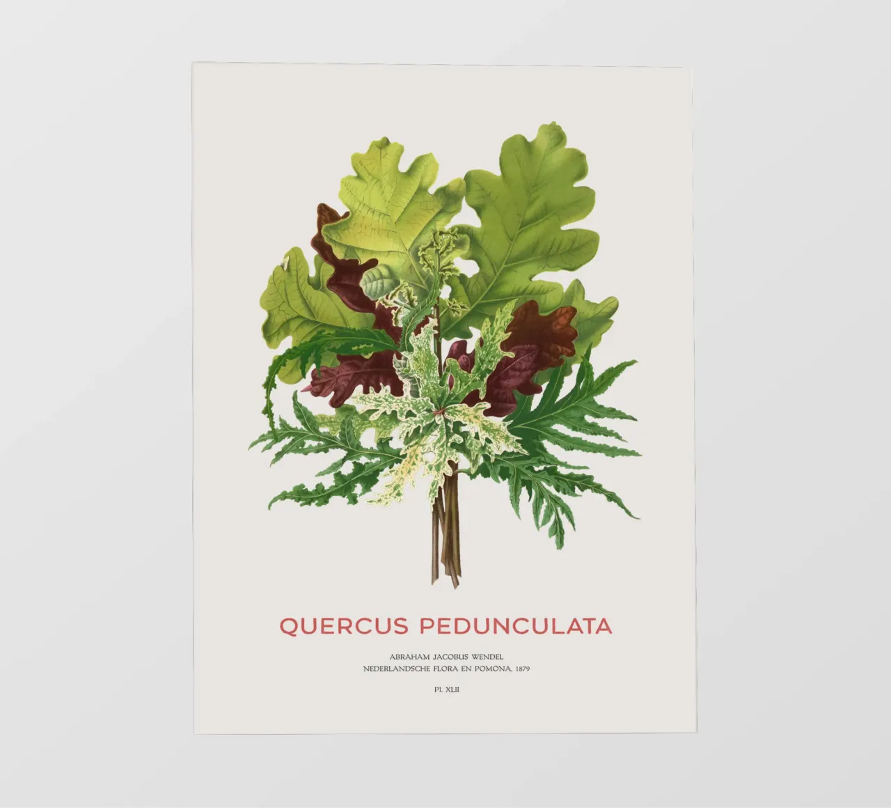 Quercia peduncolata o Quercus pedunculata pellicola backlit da Vintagrafica