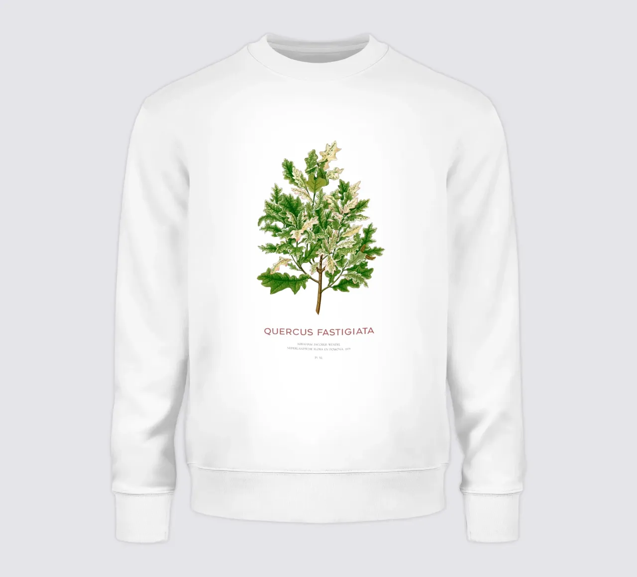 Quercia peduncolata o Quercus fastigiata felpa da Vintagrafica