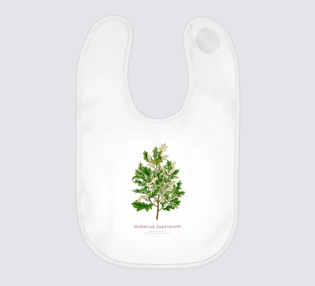 Quercia peduncolata o Quercus fastigiata bavaglino da Vintagrafica