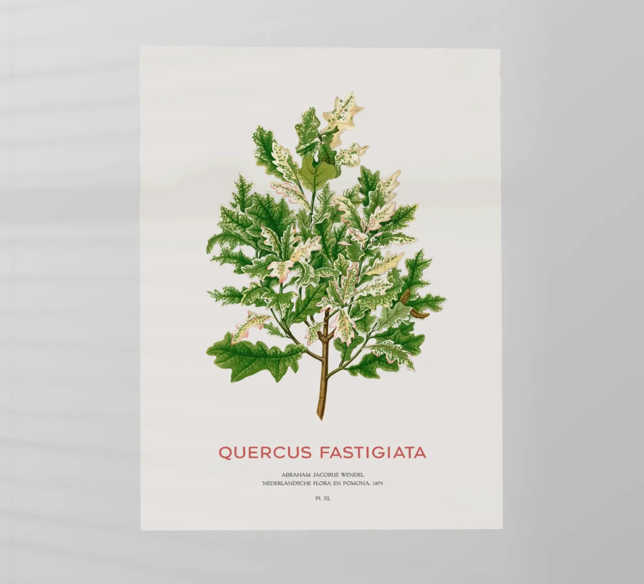 Quercia peduncolata o Quercus fastigiata pellicola backlit da Vintagrafica