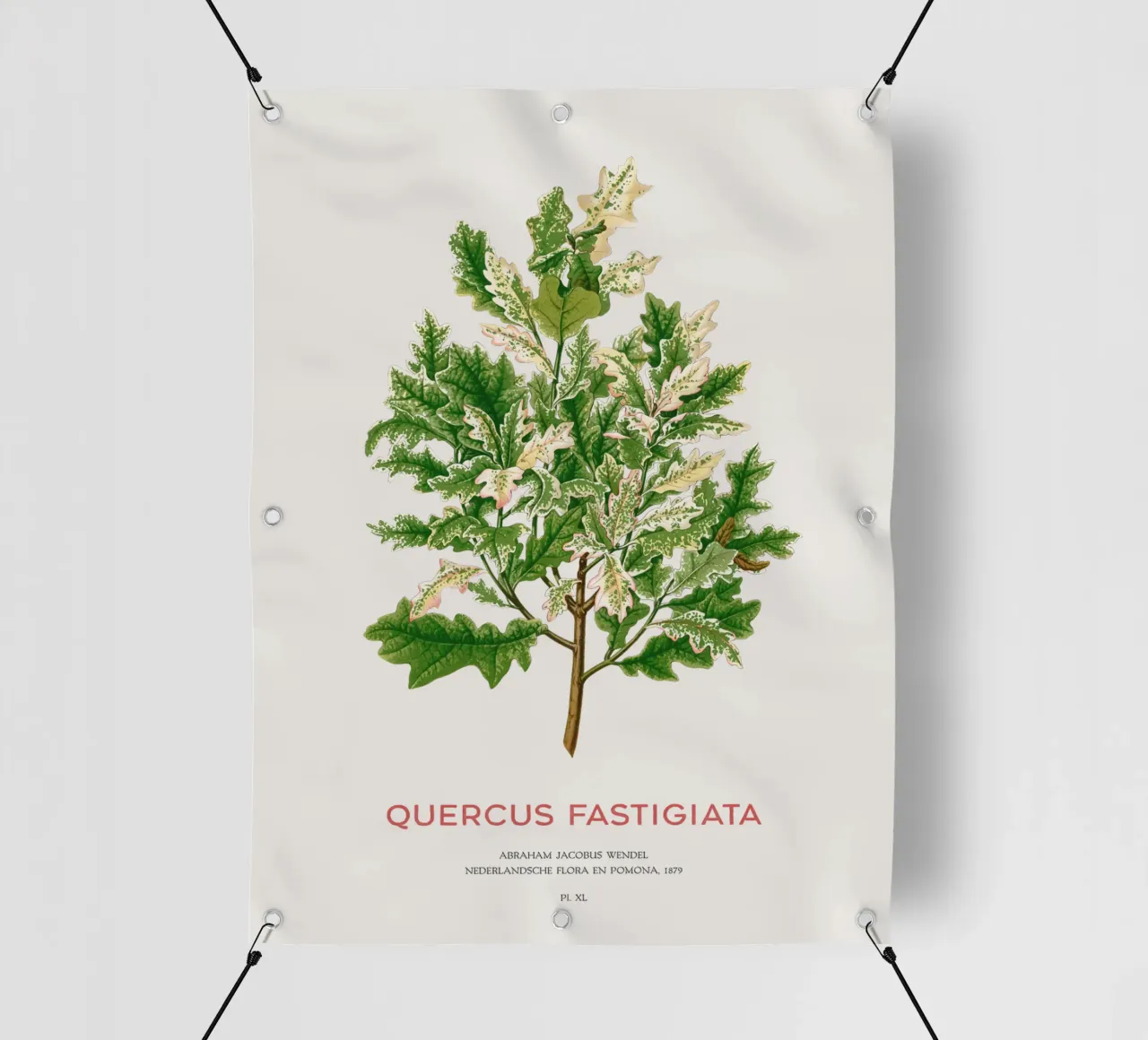 Quercia peduncolata o Quercus fastigiata telo in pvc da Vintagrafica