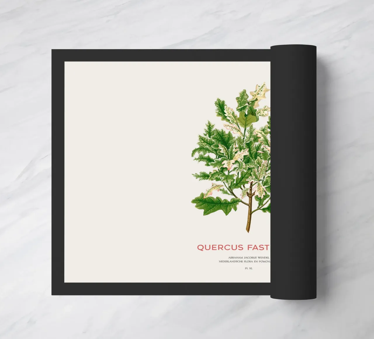 Quercia peduncolata o Quercus fastigiata zerbino da Vintagrafica