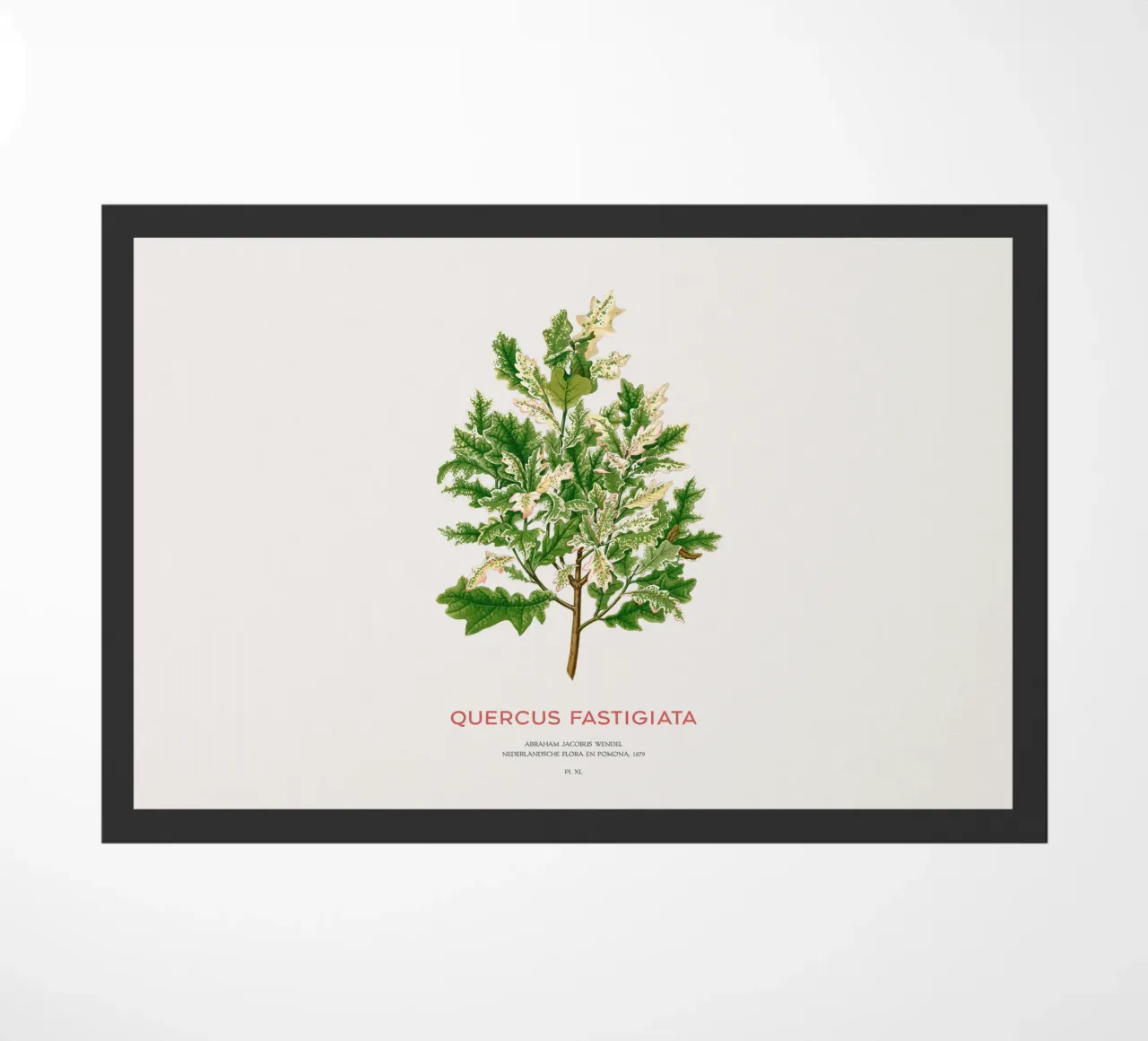 Quercia peduncolata o Quercus fastigiata zerbino da Vintagrafica