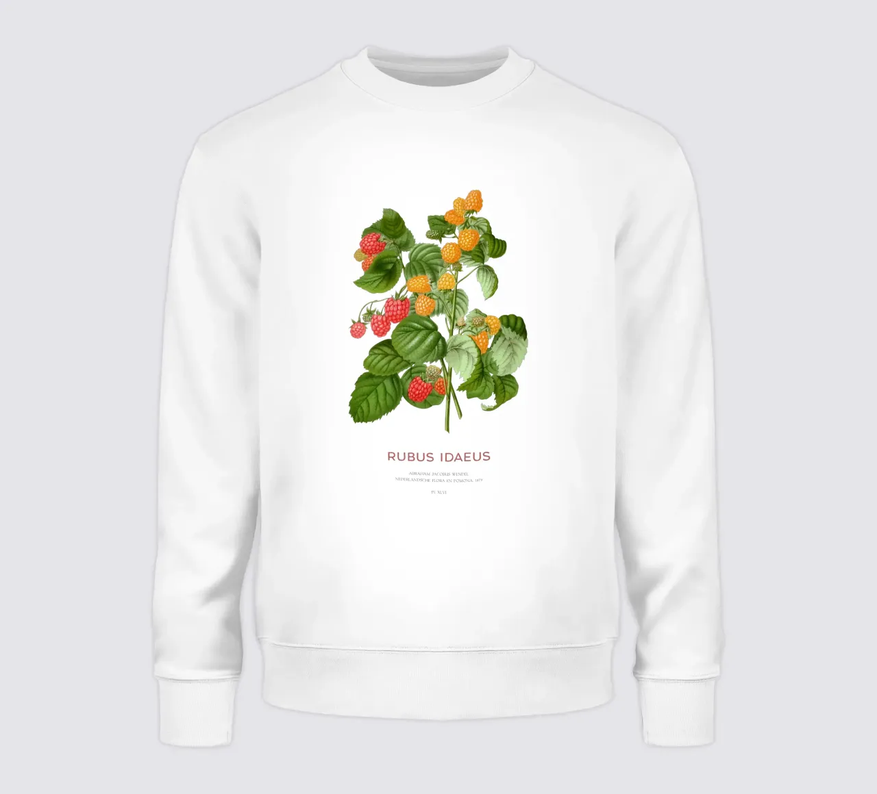 Lampone rosso o Rubus idaeus felpa da Vintagrafica