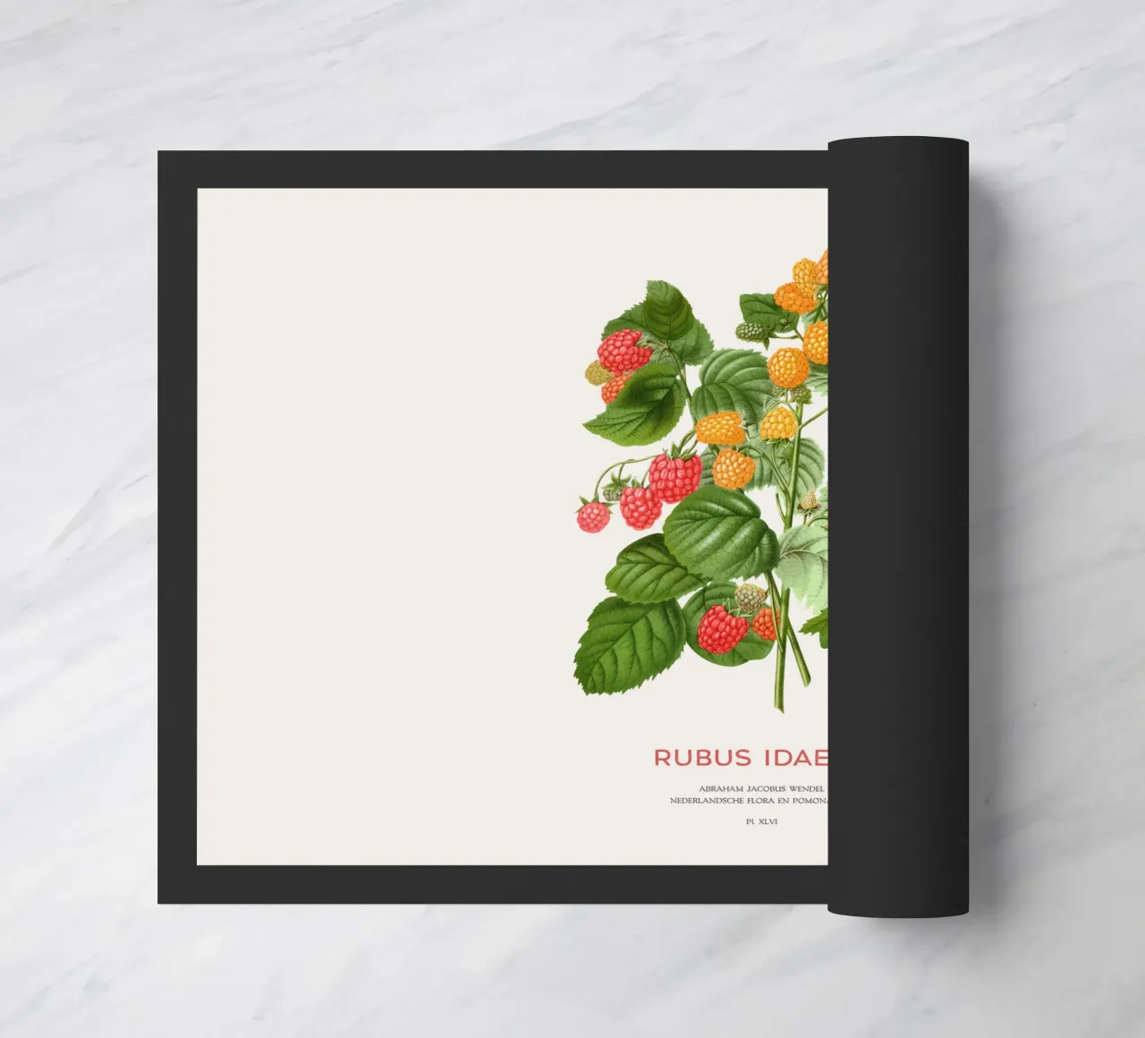 Lampone rosso o Rubus idaeus zerbino da Vintagrafica