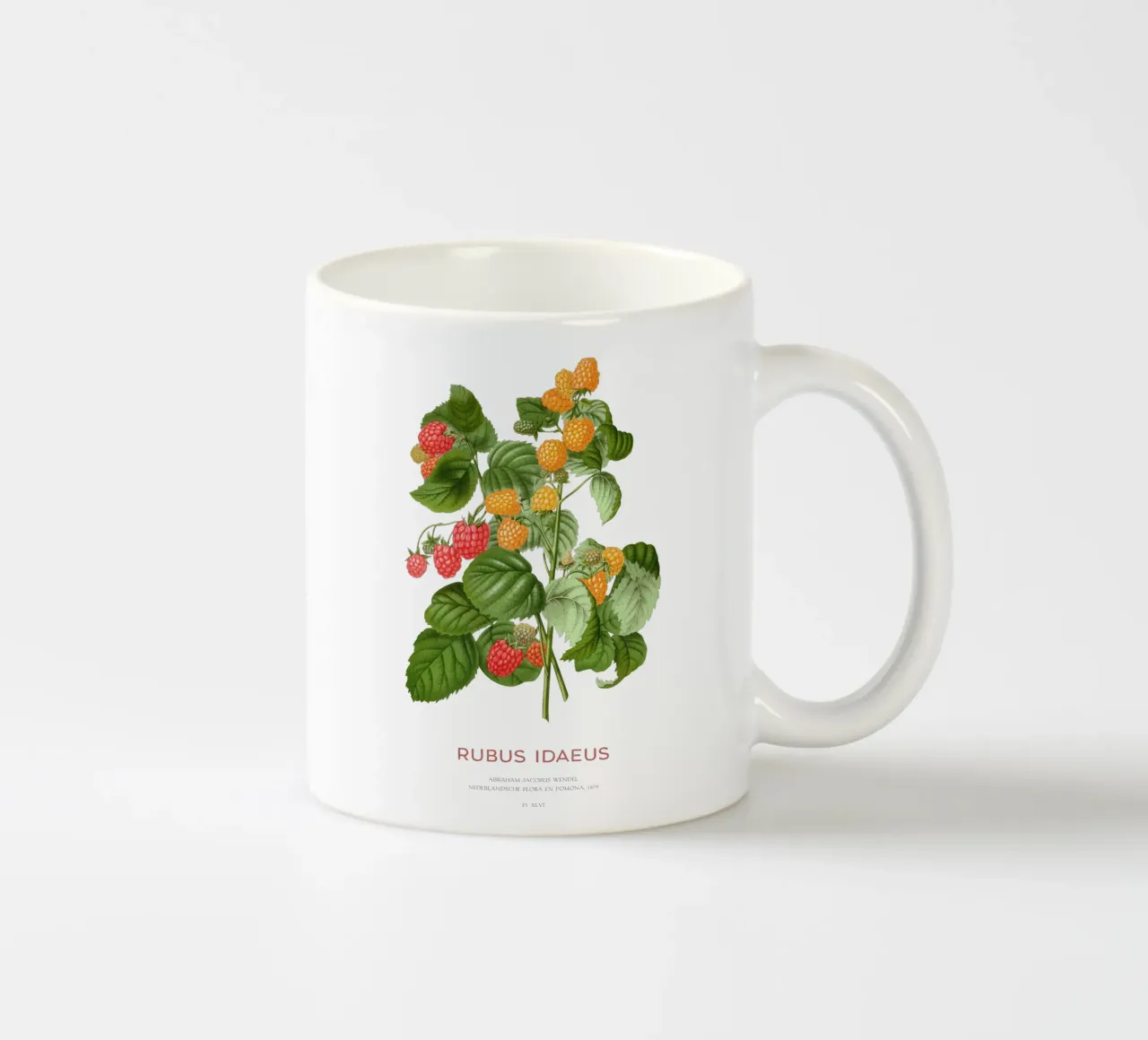 Lampone rosso o Rubus idaeus tazza in ceramica da Vintagrafica