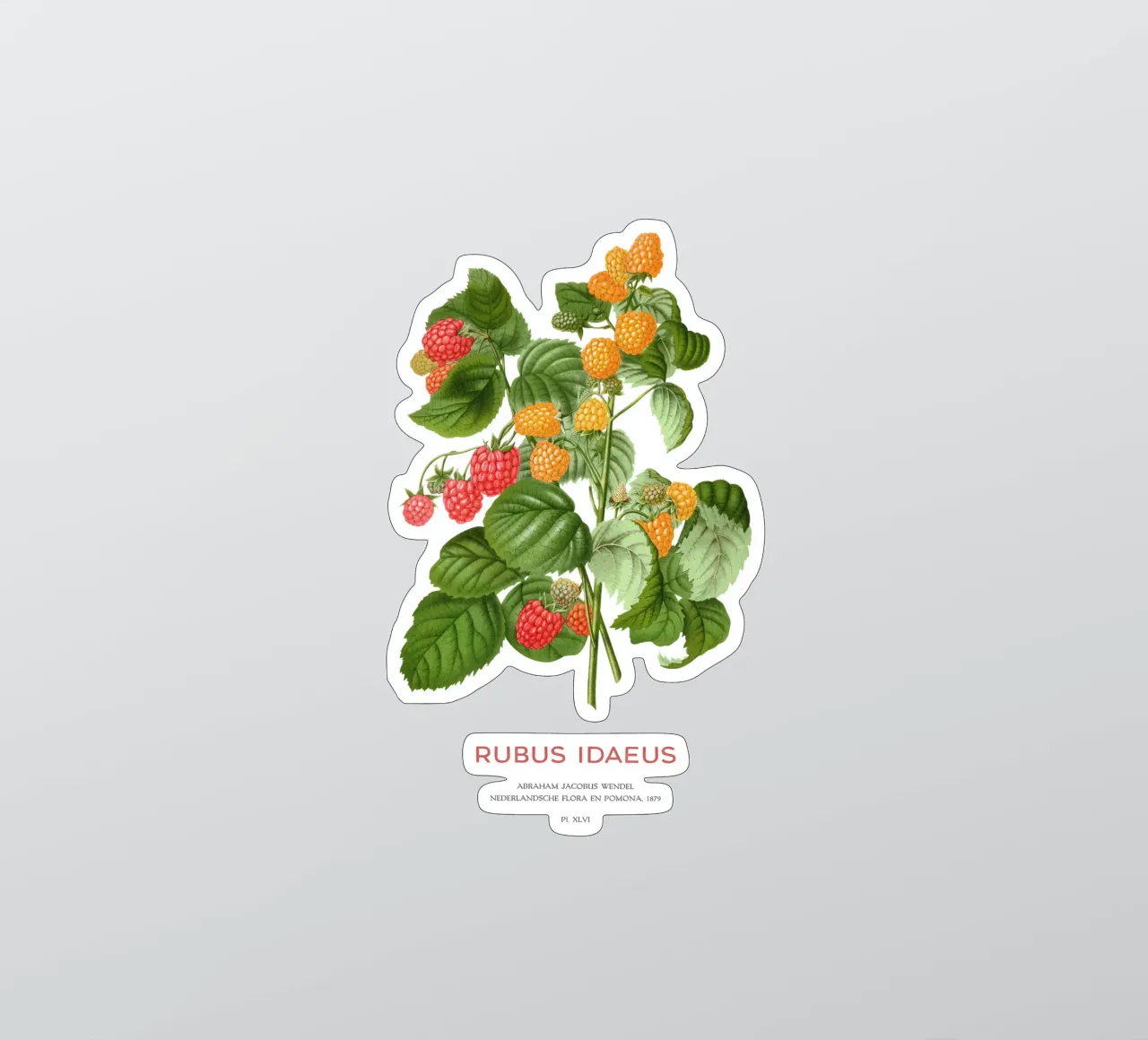 Rote Himbeere oder Rubus idaeus Sticker von Vintagrafica