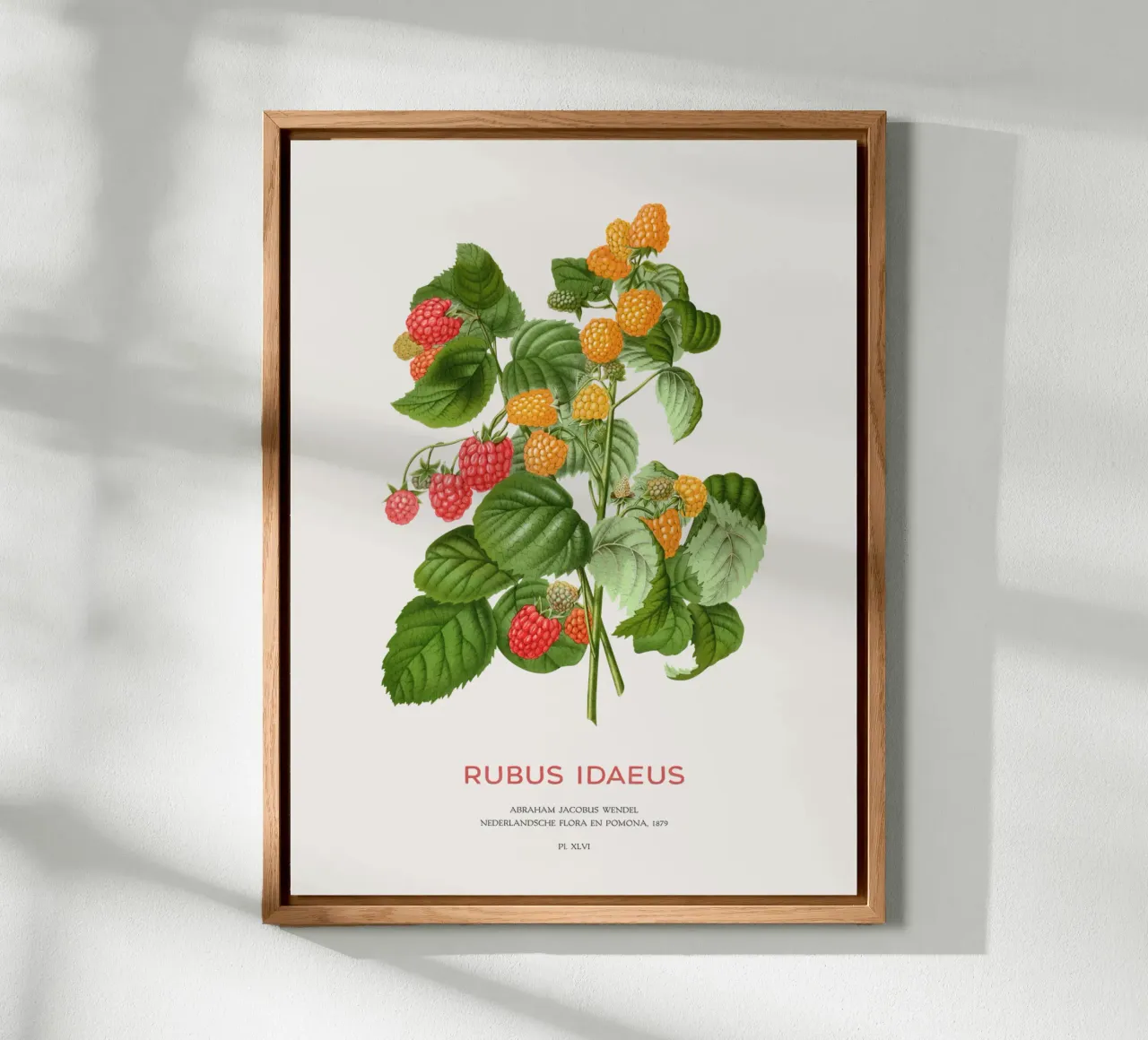 Red raspberry or Rubus idaeus forex plate by Vintagrafica