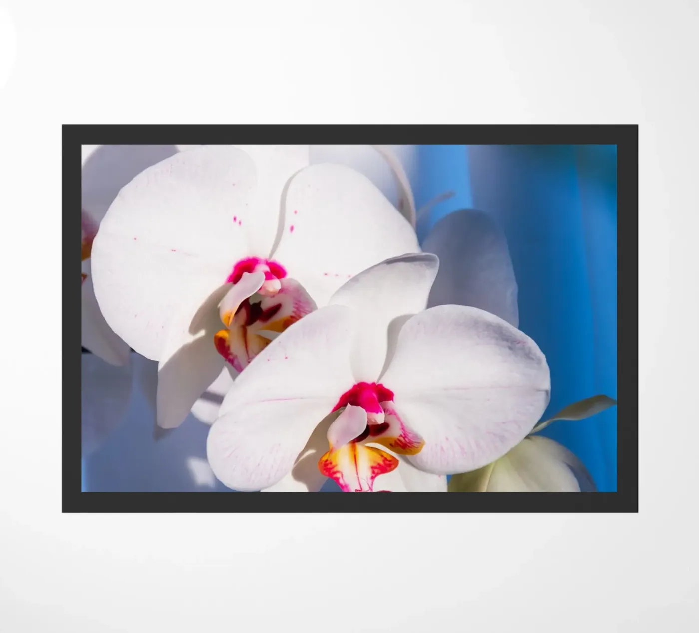 Flora #11 Fußmatte von rafael campezato