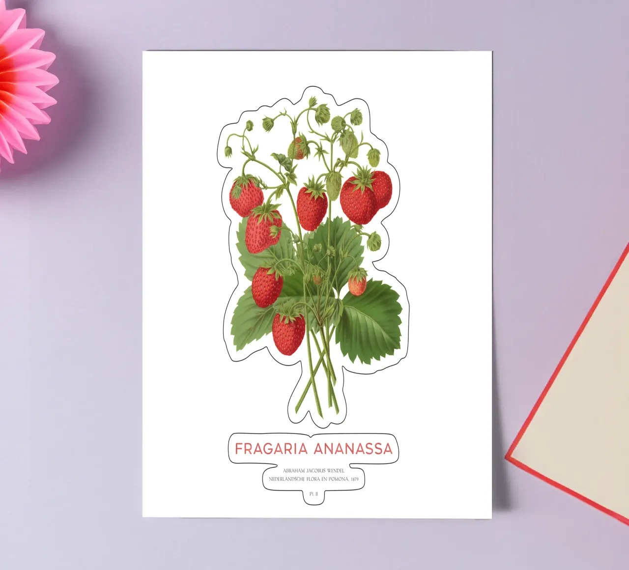 Gartenerdbeere oder Fragaria ananassa Stickerbogen von Vintagrafica