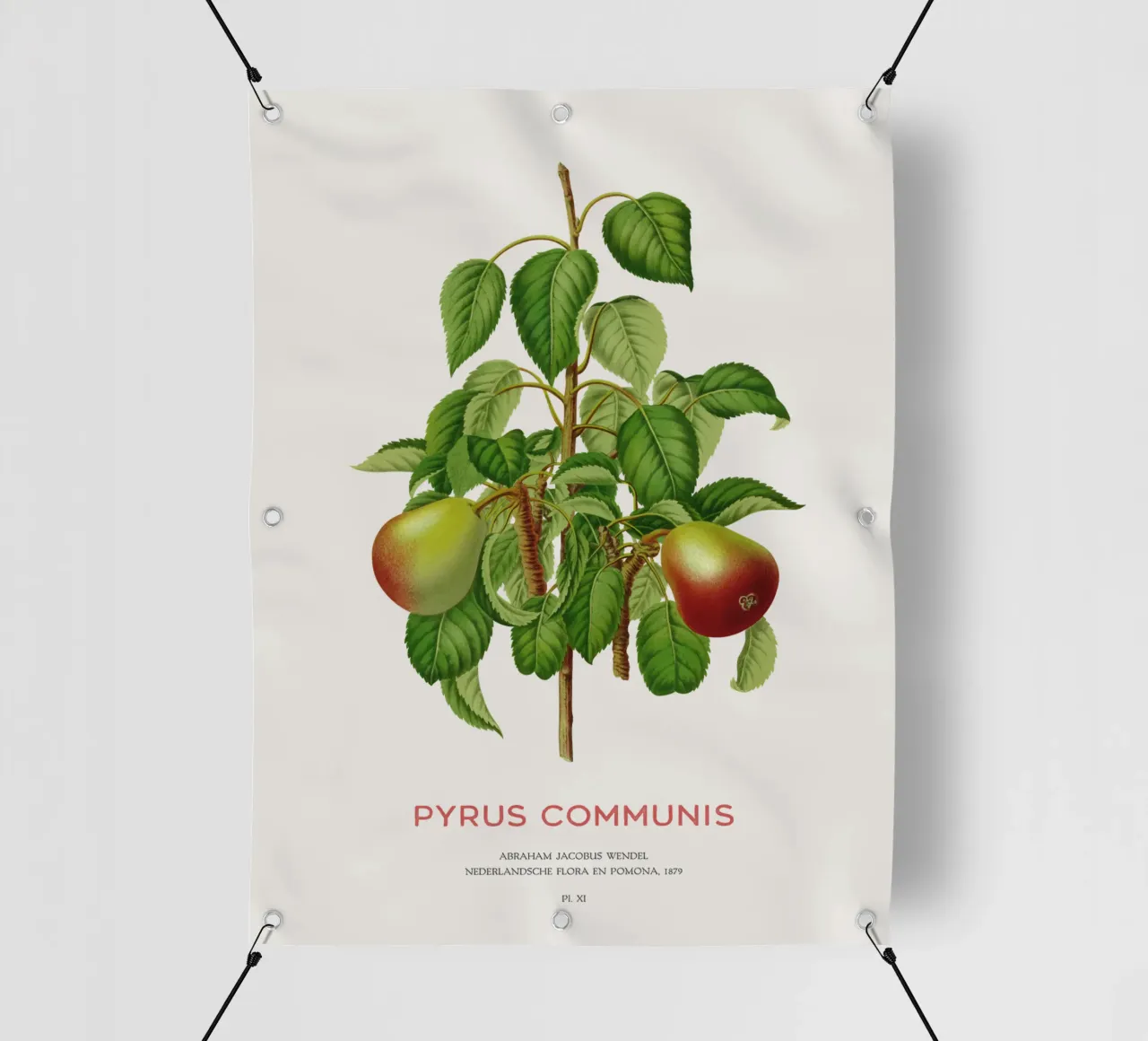 Pero comune o Pyrus communis telo in pvc da Vintagrafica