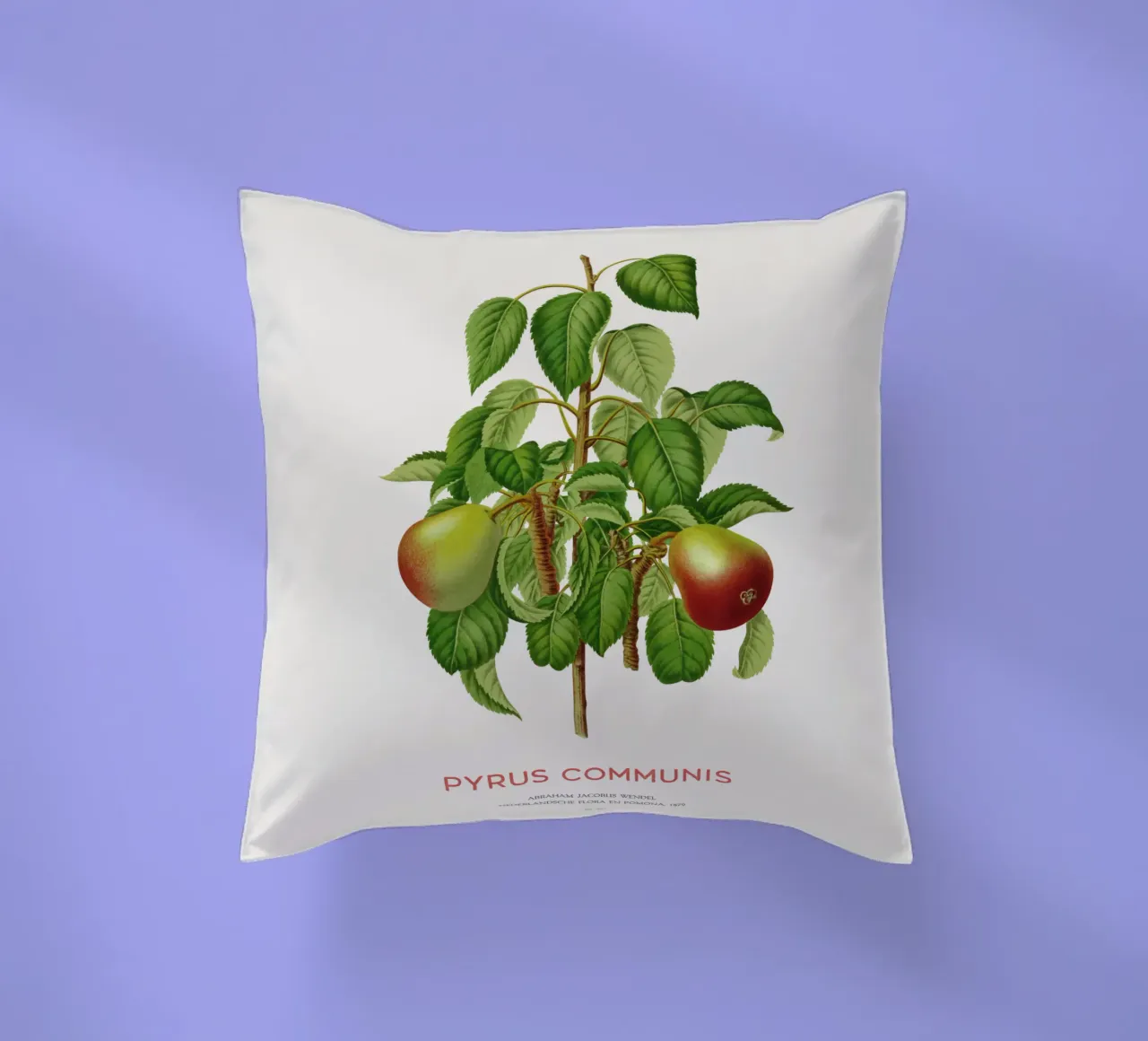 Pero comune o Pyrus communis cuscino da Vintagrafica