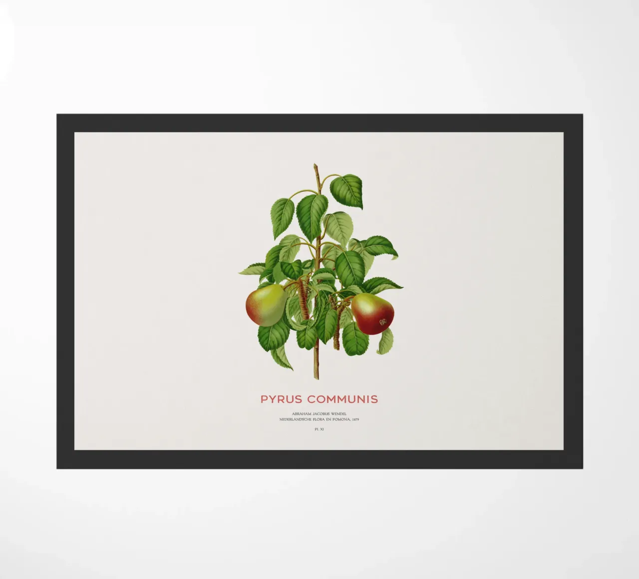 Pero comune o Pyrus communis zerbino da Vintagrafica