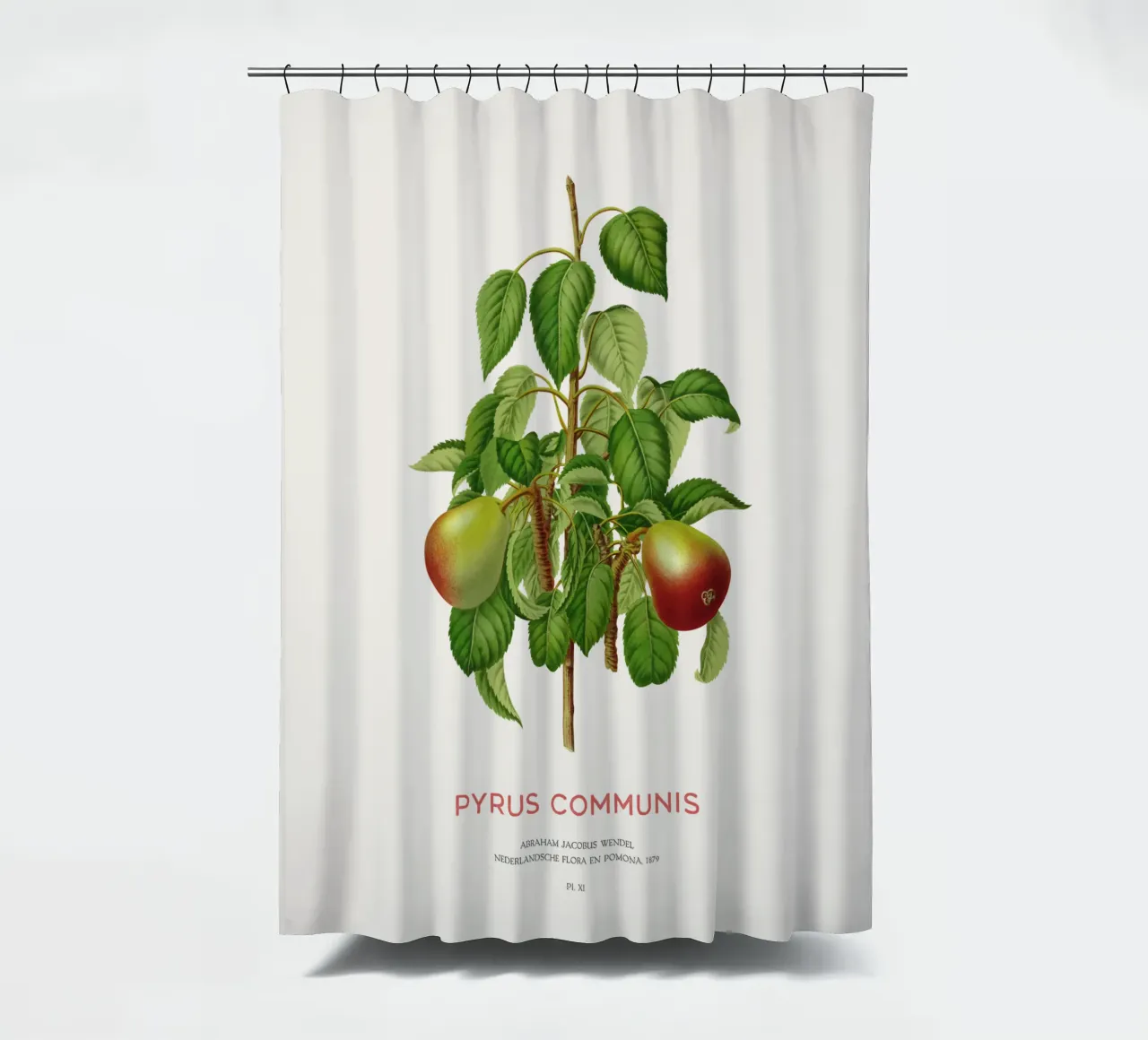 Gemeiner Birnbaum oder Pyrus communis Duschvorhang von Vintagrafica