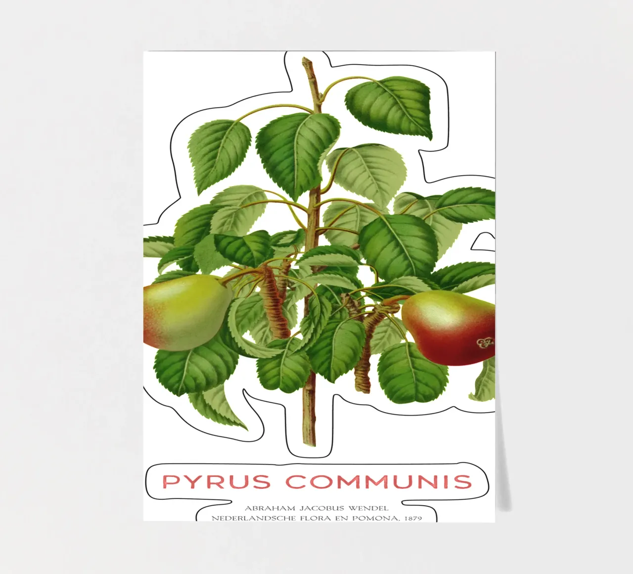 Gemeiner Birnbaum oder Pyrus communis Stickerbogen von Vintagrafica