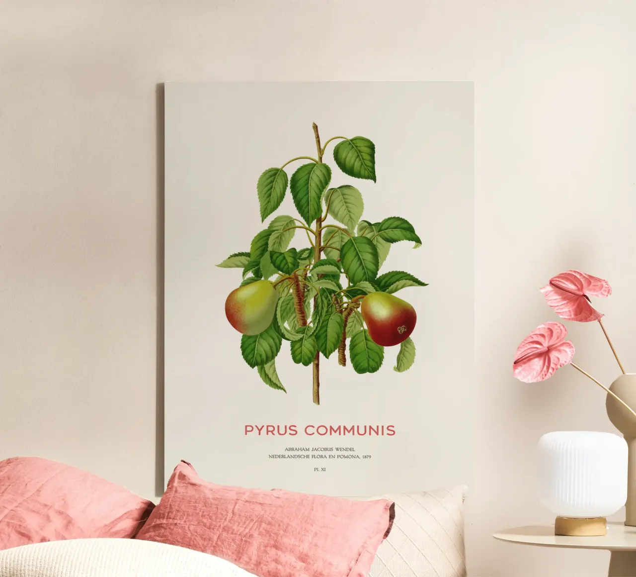 Common pear or Pyrus communis canvas by Vintagrafica