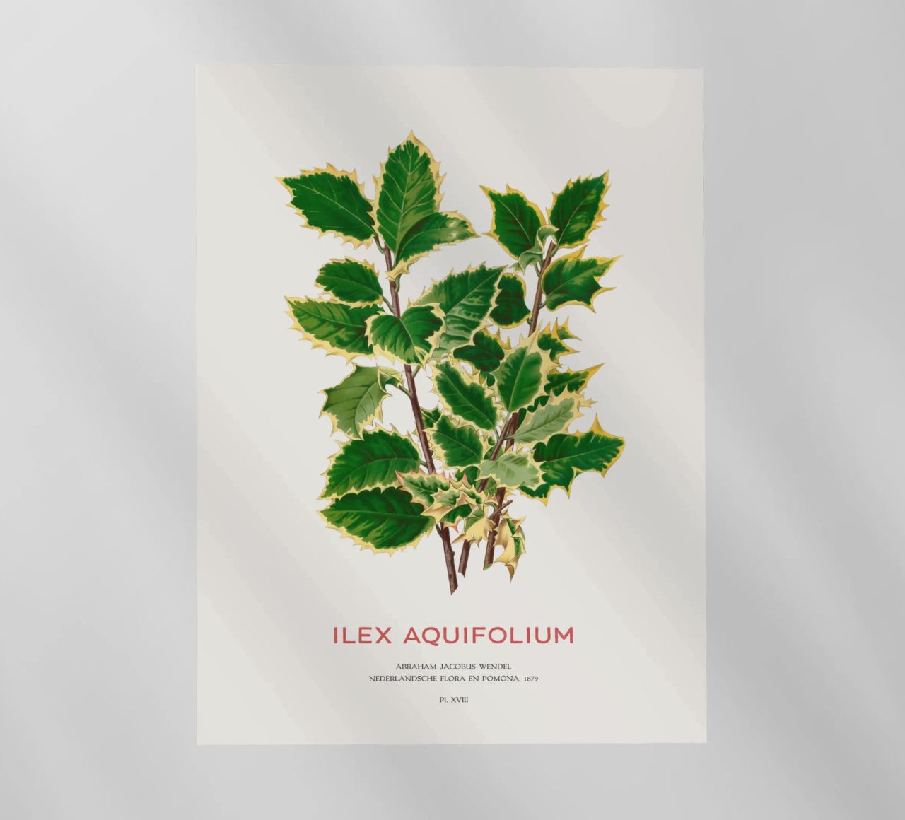 Acebo de Navidad o Ilex aquifolium lámina retroiluminada de Vintagrafica