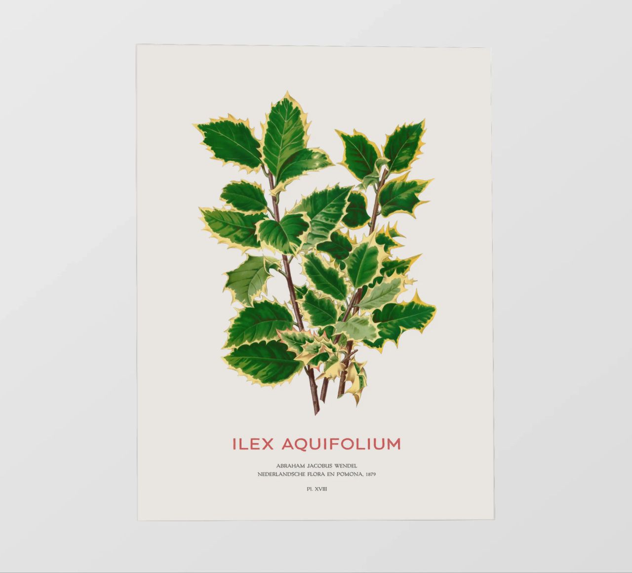 Acebo de Navidad o Ilex aquifolium lámina retroiluminada de Vintagrafica