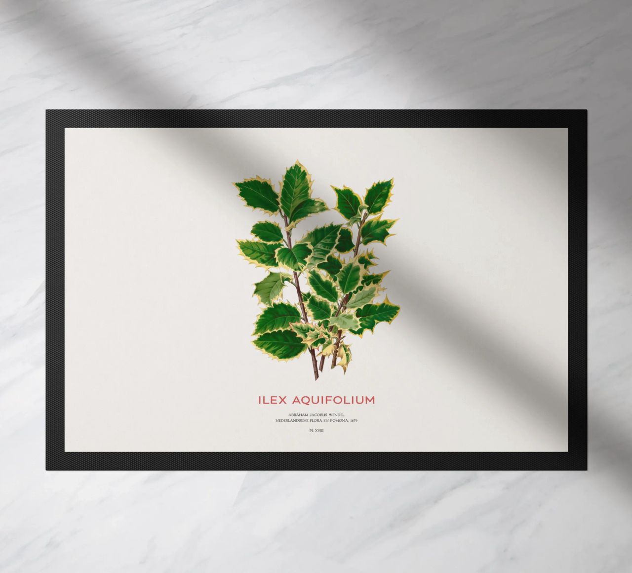 Acebo de Navidad o Ilex aquifolium felpudo de Vintagrafica