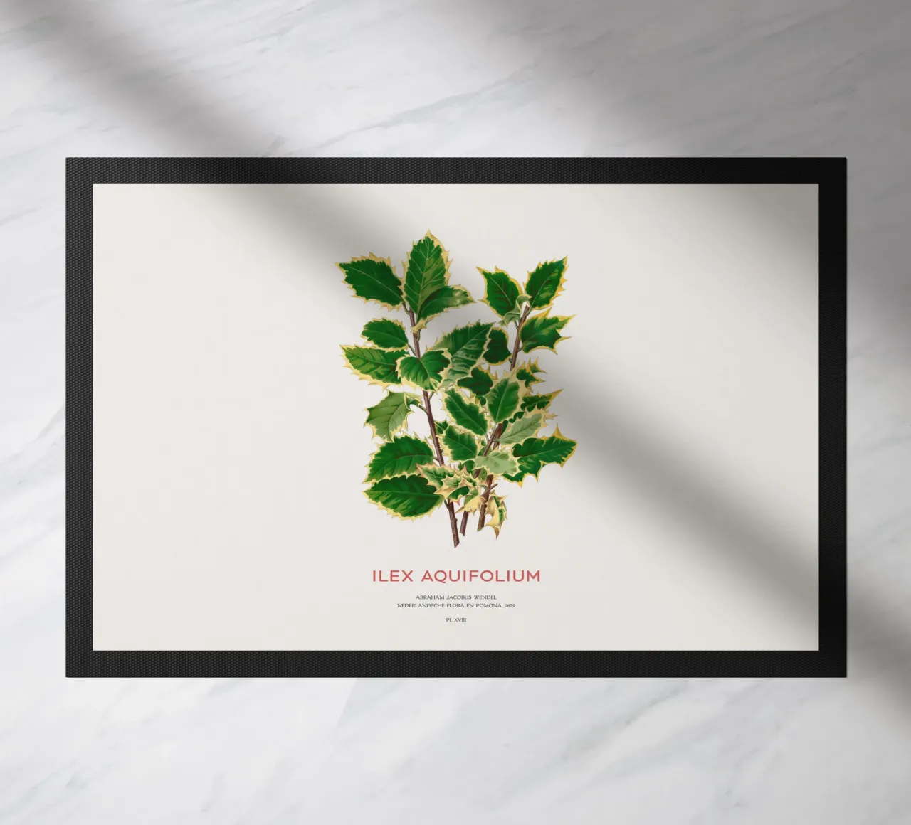 Agrifoglio di Natale o Ilex aquifolium zerbino da Vintagrafica