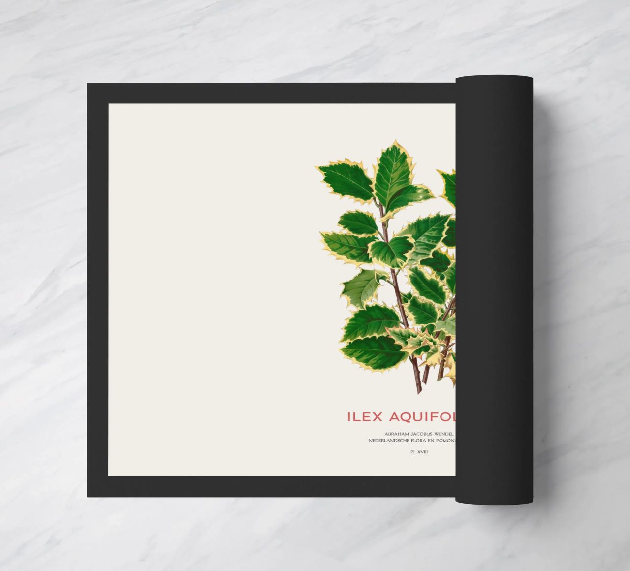 Acebo de Navidad o Ilex aquifolium felpudo de Vintagrafica
