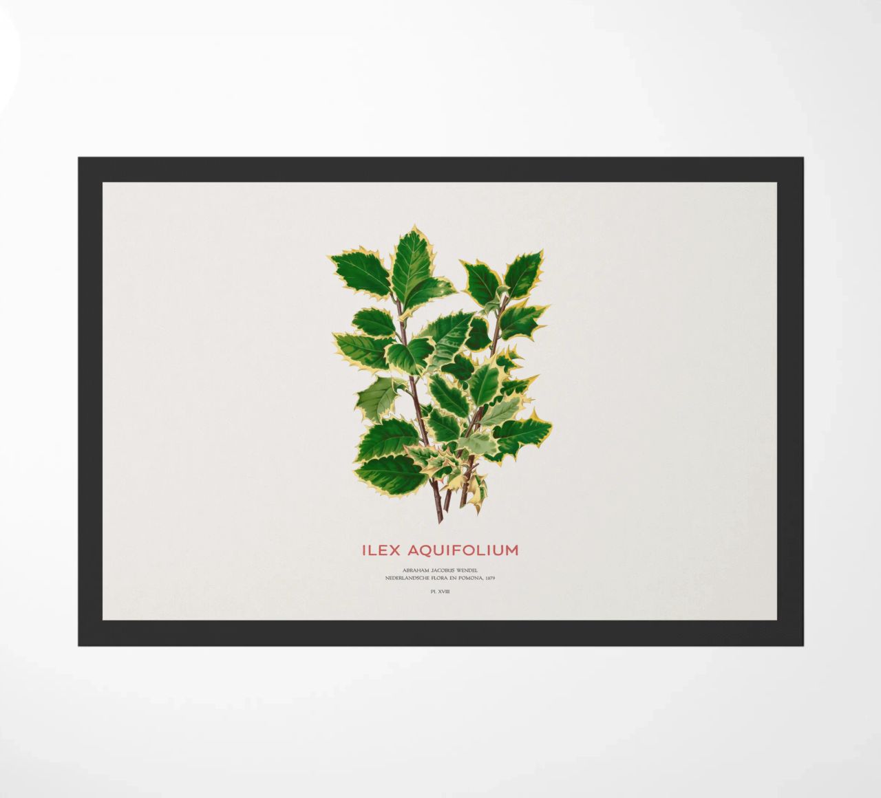Acebo de Navidad o Ilex aquifolium felpudo de Vintagrafica