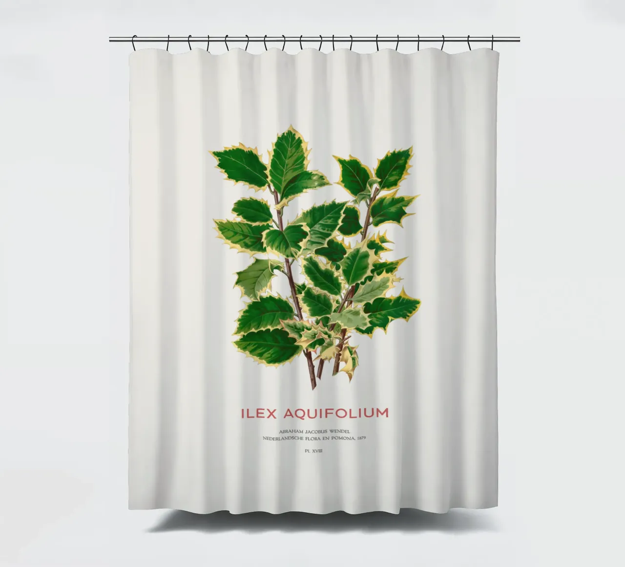 Stechpalme oder Ilex aquifolium Duschvorhang von Vintagrafica