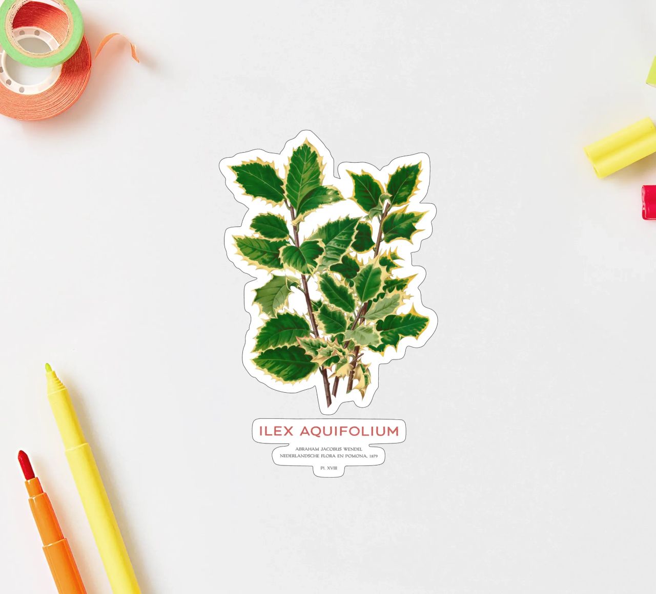 Acebo de Navidad o Ilex aquifolium pegatina de Vintagrafica