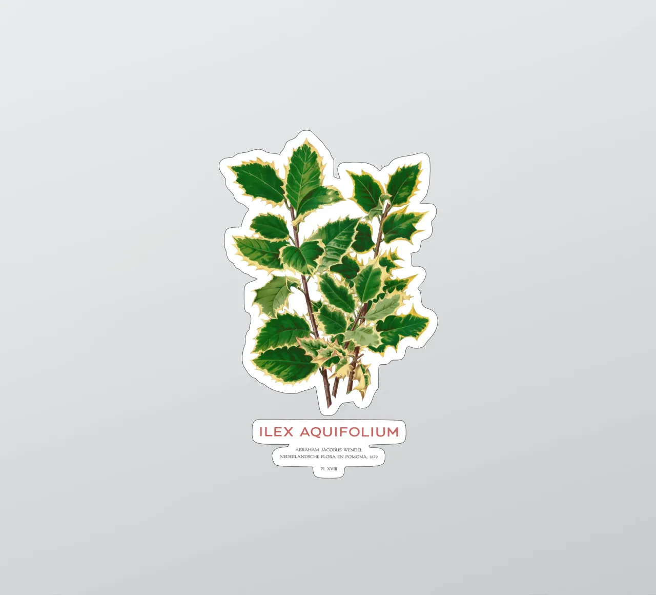 Agrifoglio di Natale o Ilex aquifolium adesivo da Vintagrafica