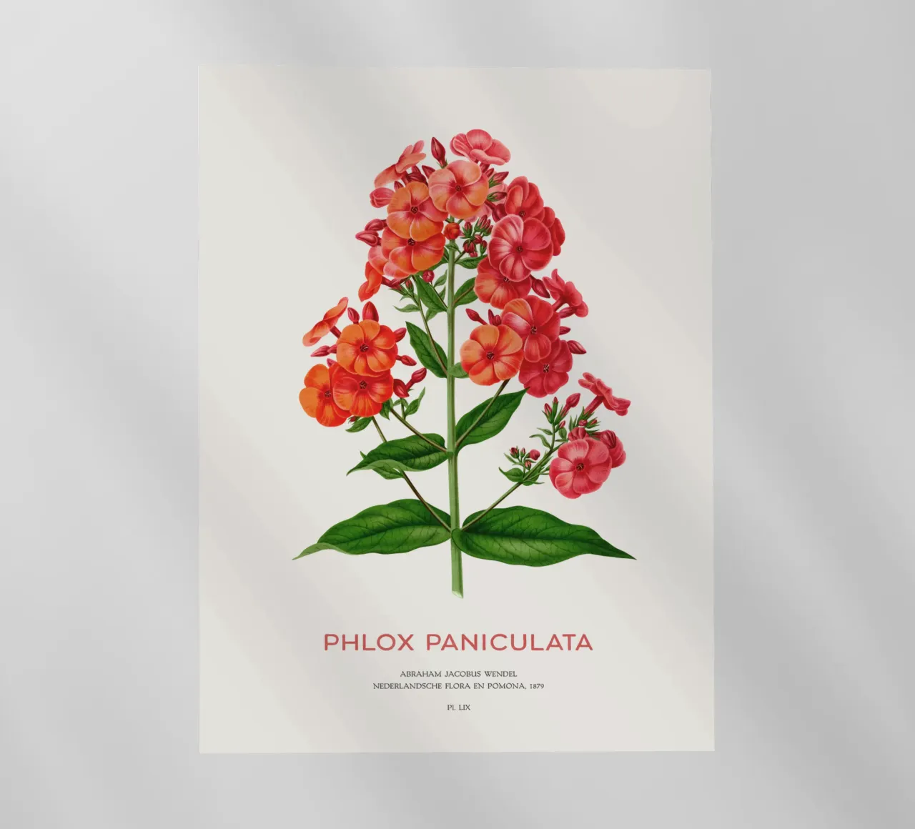Phlox da giardino o Phlox paniculata pellicola backlit da Vintagrafica