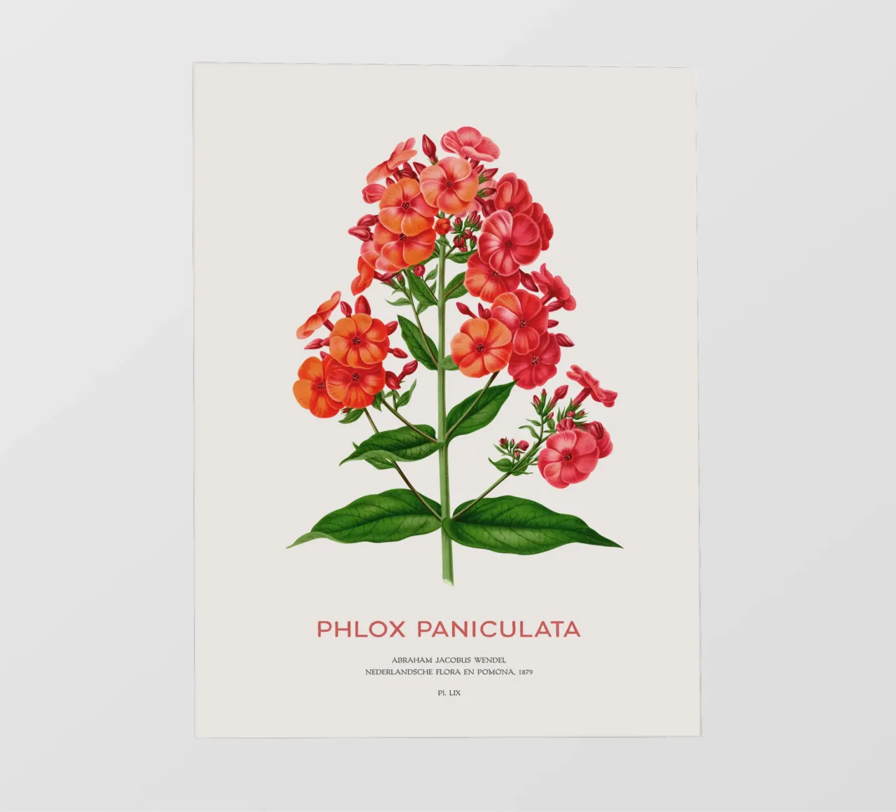 Phlox da giardino o Phlox paniculata pellicola backlit da Vintagrafica