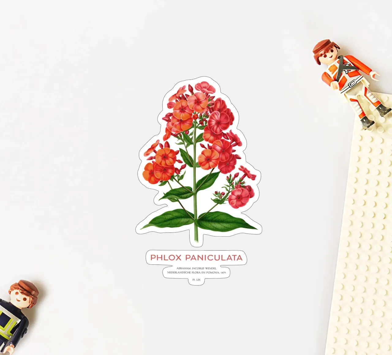 Garten-Phlox oder Phlox paniculata Sticker von Vintagrafica