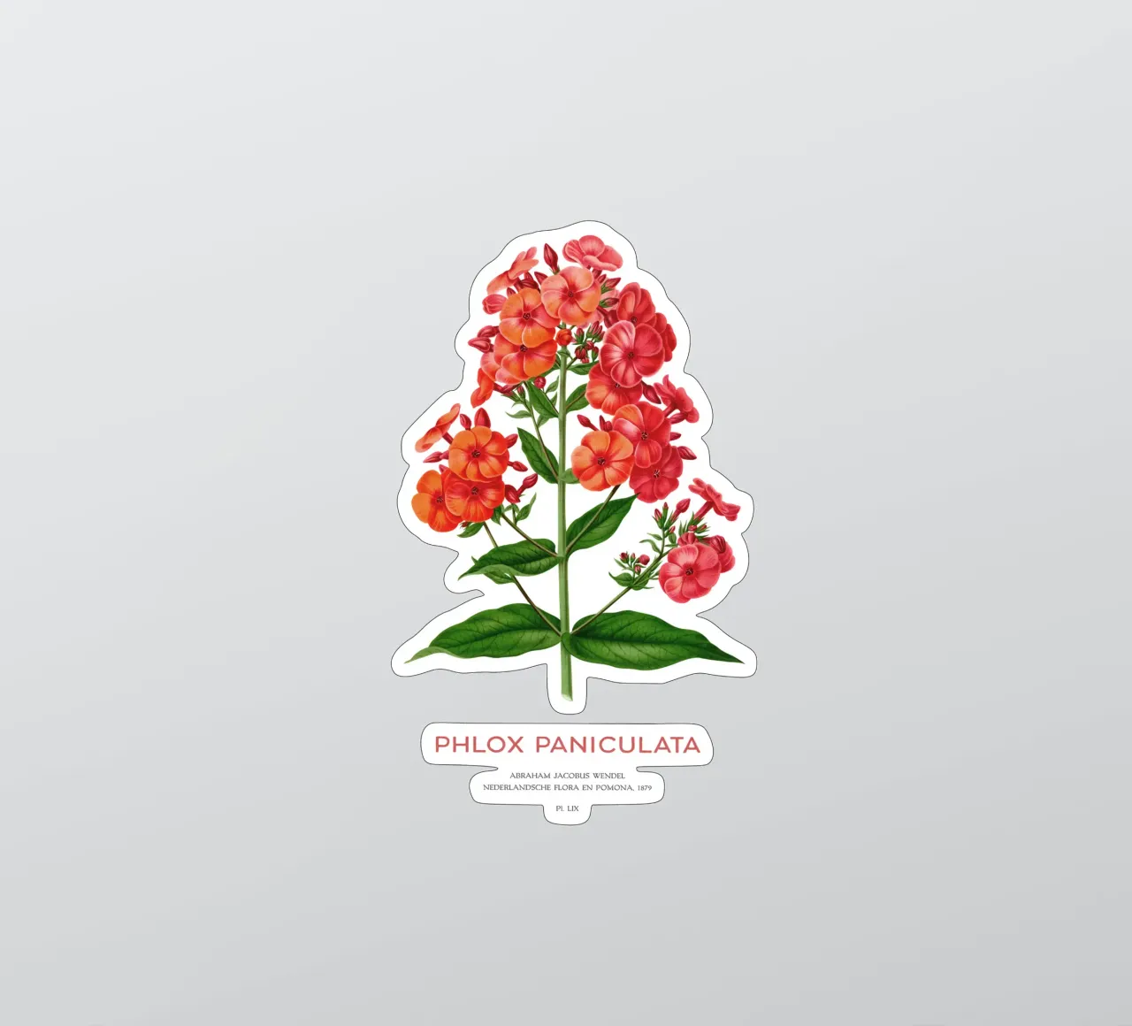 Garten-Phlox oder Phlox paniculata Sticker von Vintagrafica