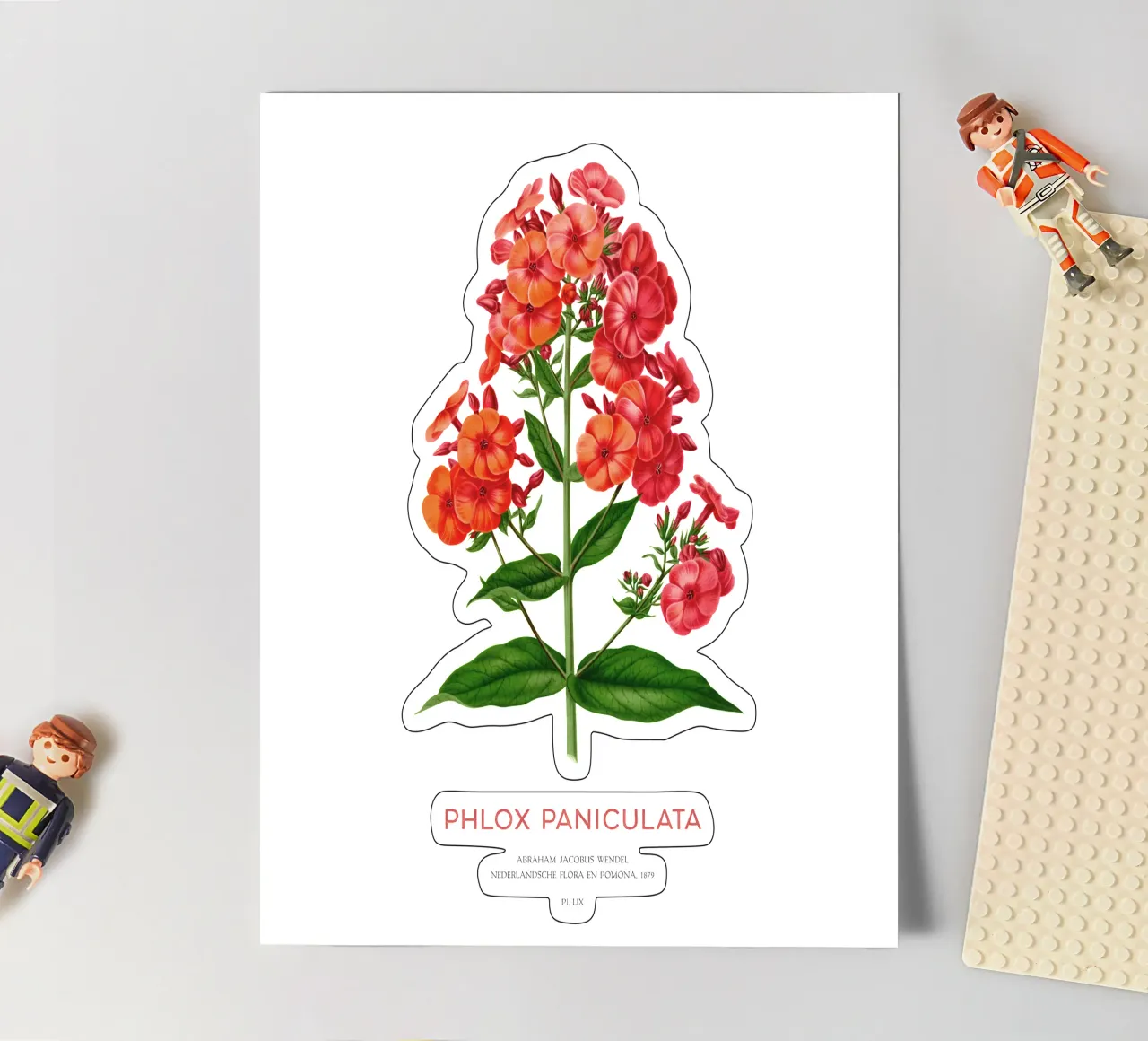 Garden phlox or Phlox paniculata sticker sheet by Vintagrafica