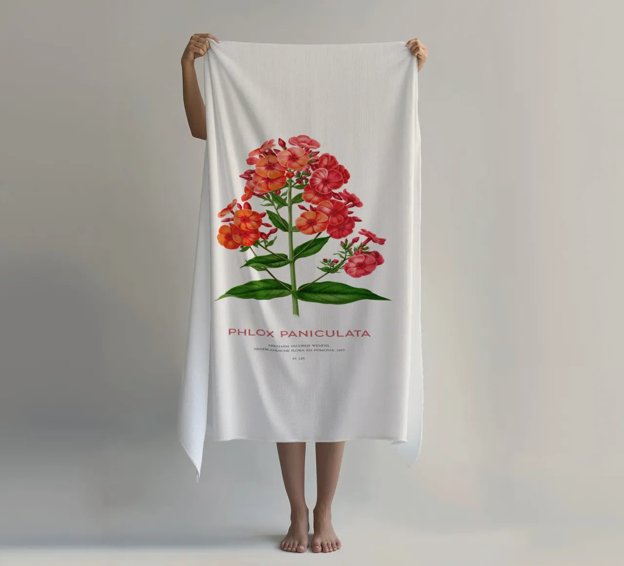 Garden phlox or Phlox paniculata beach towel by Vintagrafica