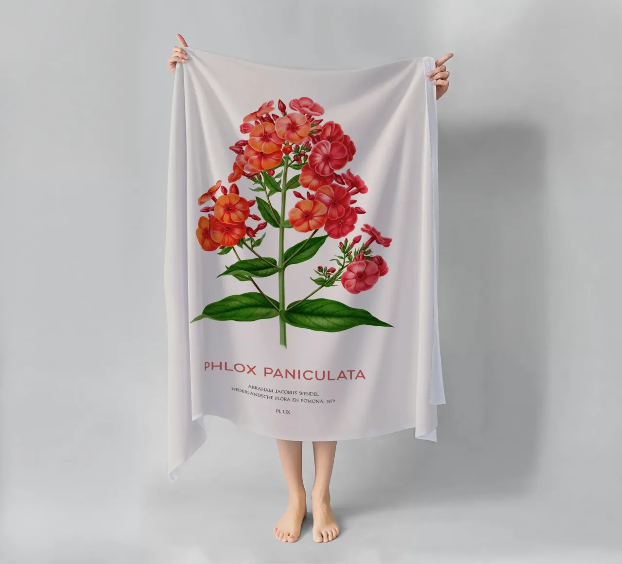 Garden phlox or Phlox paniculata beach towel by Vintagrafica