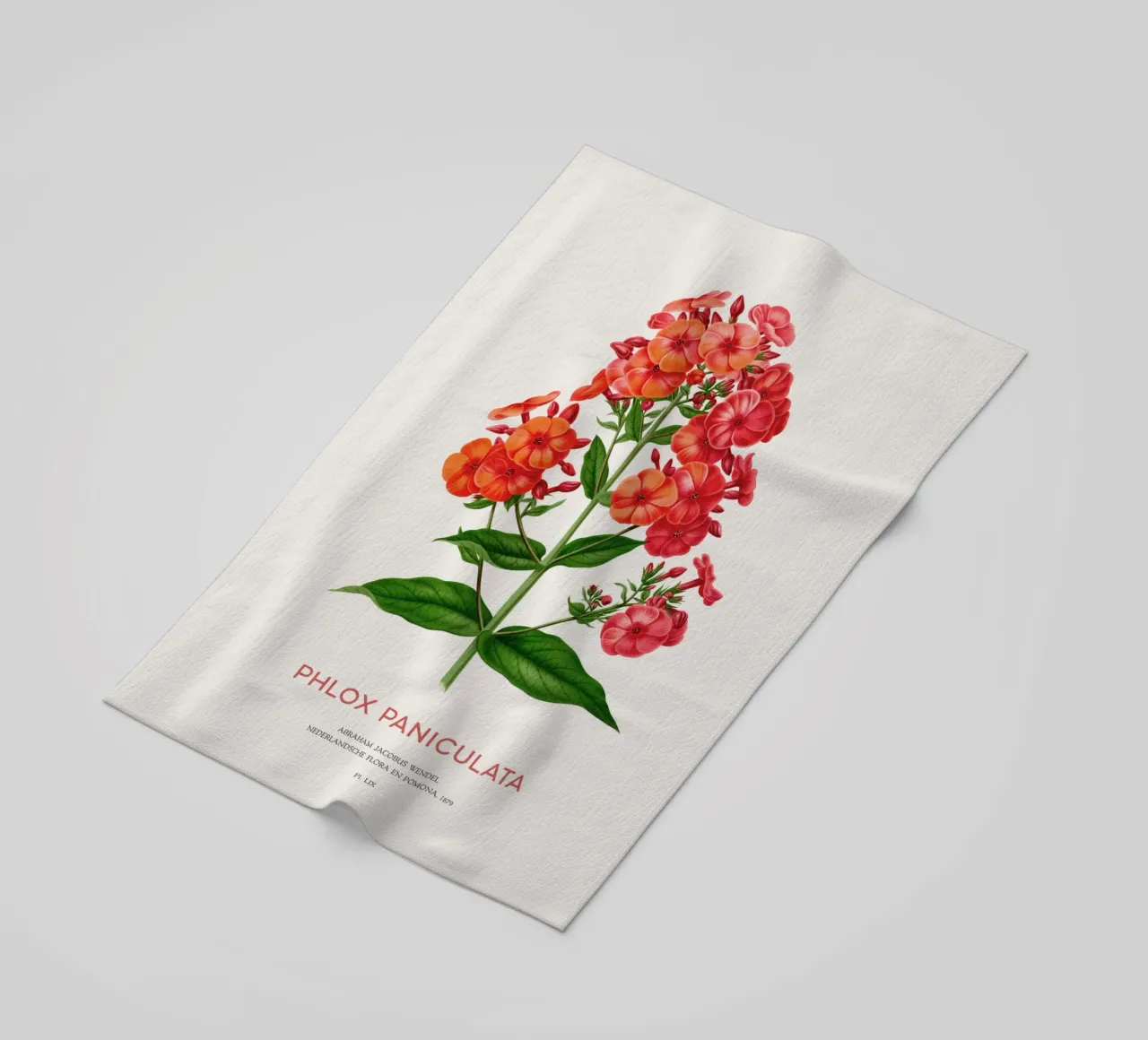 Garden phlox or Phlox paniculata beach towel by Vintagrafica
