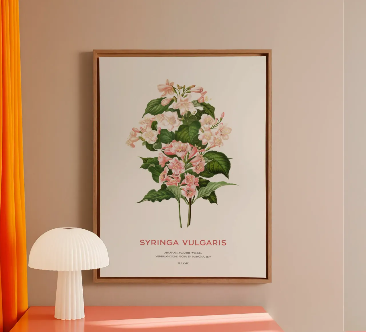 Sering of Syringa vulgaris canvas met Baklijst van Vintagrafica